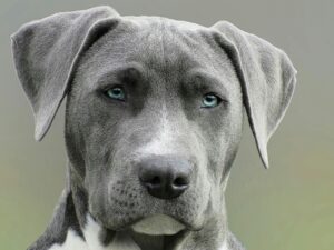 Chien triste et victime de maltraitance