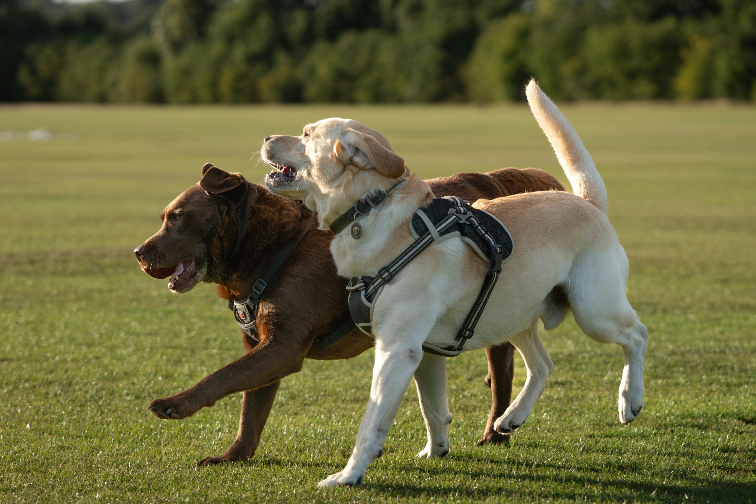 Deux chiens qui jouent