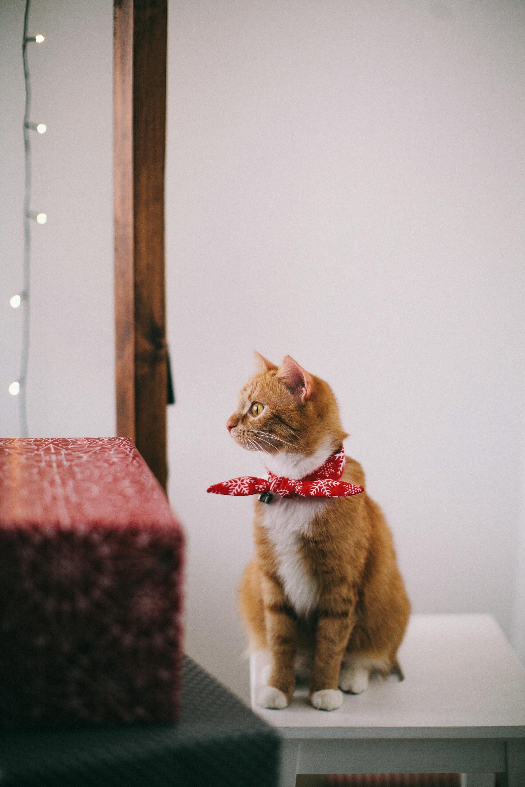 Chat roux au foulard rouge